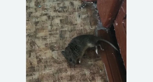 Дезинфекция от мышей в Куровском